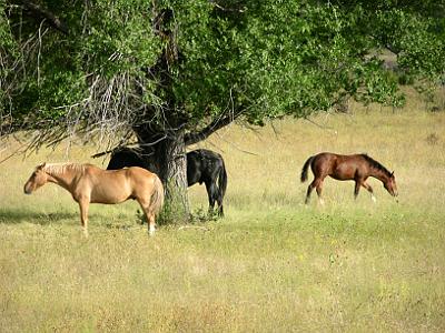 Horses around a tree - Cruzville, New Mexico